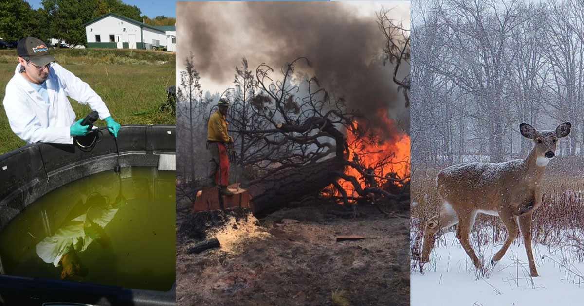 Ty Hoskins takes measurements from a mesocosm; an FNR alumnus fights a wildfire; a doe stands in snow