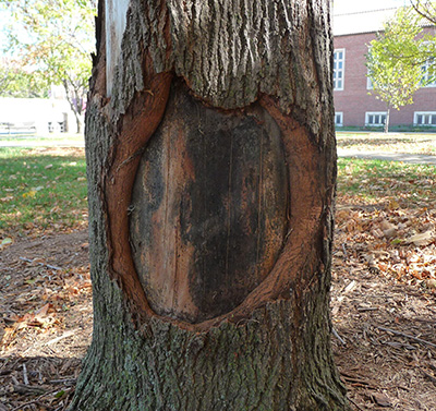 A tree trunk damaged by construction equipment developing wound wood aroudn the edges to eventually seal the wound.