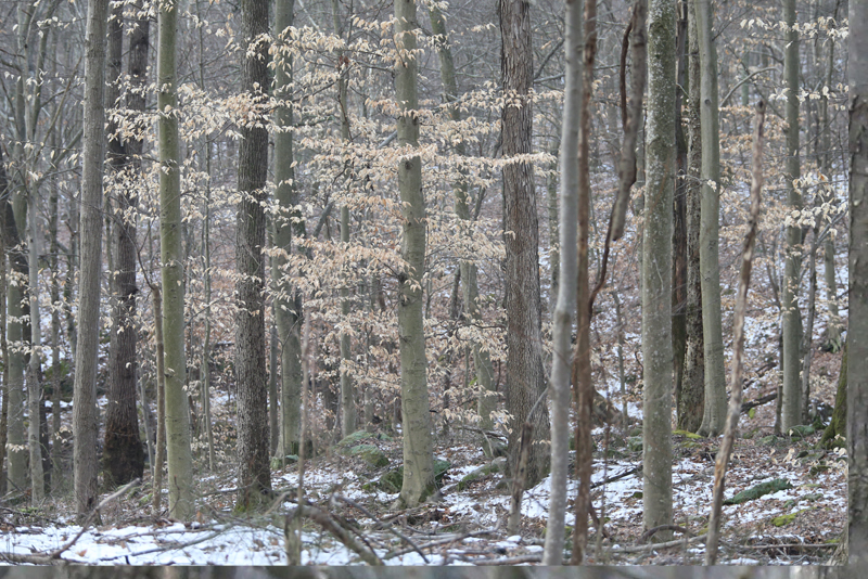 Maple trees in winter.