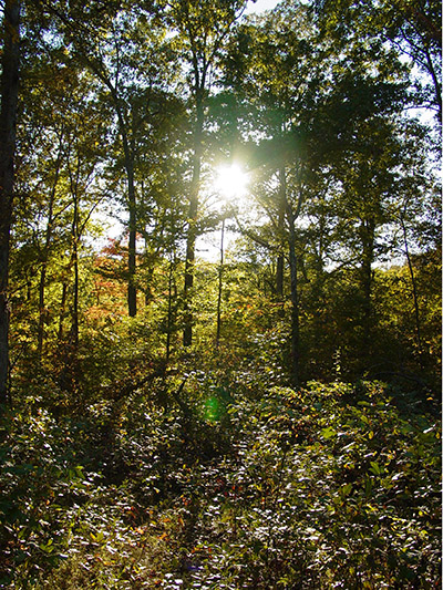 The sun shines in the midst of a woodland area. 