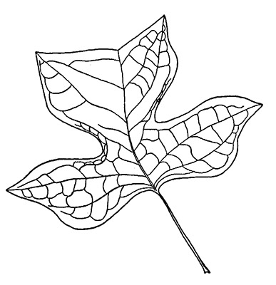 Line drawing of a tulip tree leaf