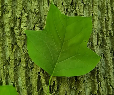 The leaf of a tulip tree held against the bark of the trunk