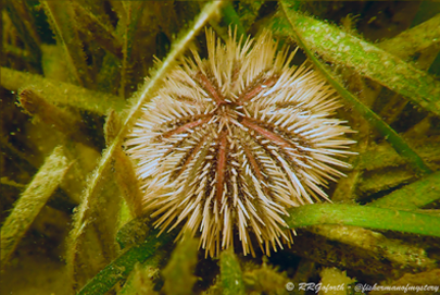 Variegated sea urchin