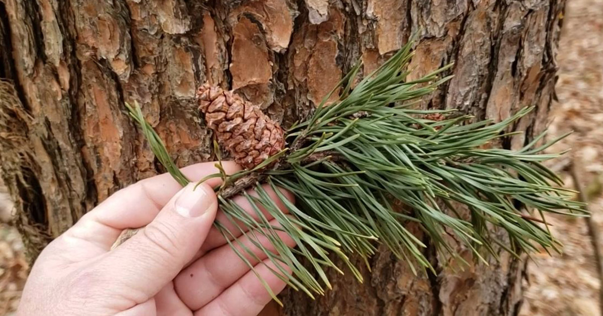 Intro to Trees of Indiana: Virginia Pine