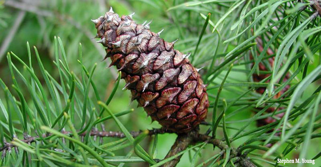Virginia pine cones and needles