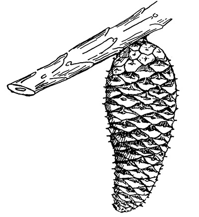 Line drawing of a Virginia pine cone