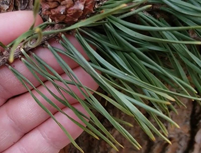 Virginia pine needles