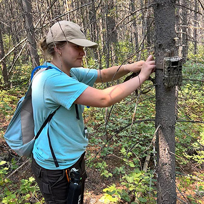 Lauren Wetterau works on a trail camera as part of her master's work on red squirrels at the University of Wyoming. 