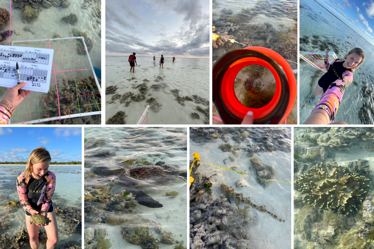 Top Row (Left to Right): Labeling coral genera presence grid by grid on a data sheet; Lauren's group walking out to their reef flat site; The group used a bathyscope to get a better view of the corals under the water. Lauren says identifying corals could be very tricky, especially if there was wind or heavy sunlight, so the bathyscope helped reduce those variables; Walking back to shore from our reef flat field site one morning. Row 2: Lauren holding a see hare; Students passed by a green turtle on their way back to shore one morning;  A curious epaulette shark came to investigate the quadrat surveys; A fire coral