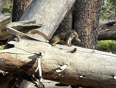 A red squirrel stands on a downed tree. 