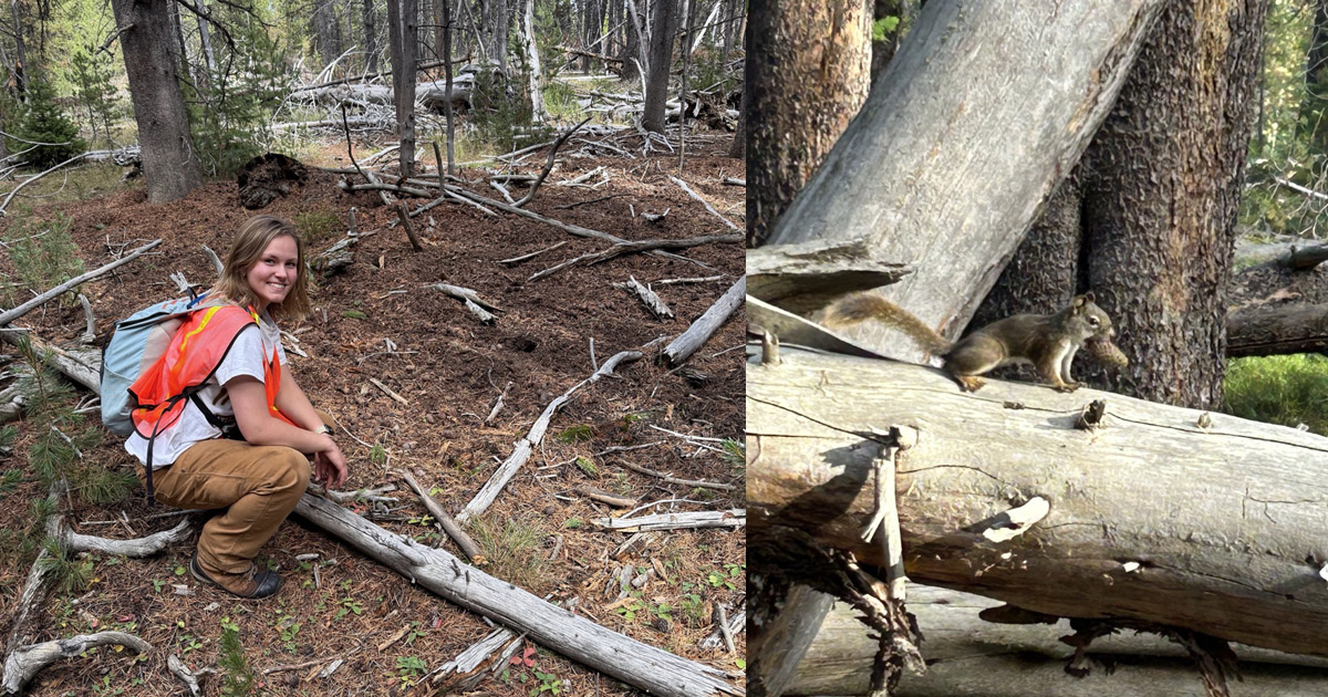 Wildlife alumna Lauren Wetterau kneels next to a red squirrel midden in the Greater Yellowstone ecosystem; a red squirrel sits on downed tree
