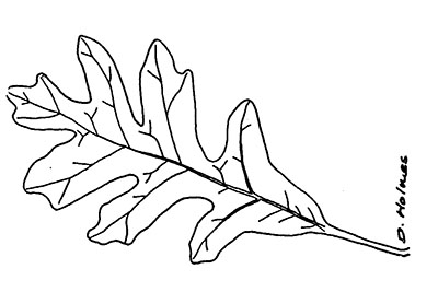 Line drawing of a white oak leaf