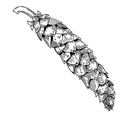 Line drawing of an eastern white pine cone