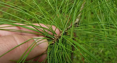 Eastern White Pine twigs and needles