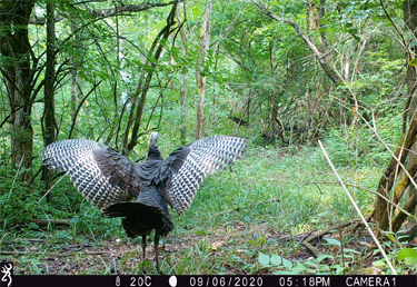 Wild Turkey on trail cam