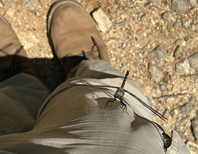 A grey petaltail dragonfly resting on a pant leg