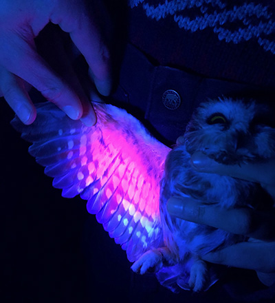 Researchers check northern saw-whet owl with ultraviolet light.
