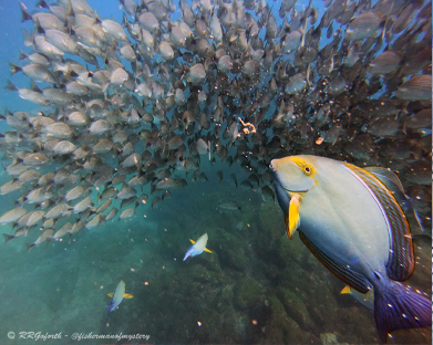 yellowfin-surgeonfish-class