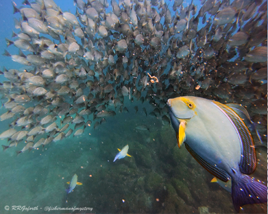 Yellowfin surgeonfish