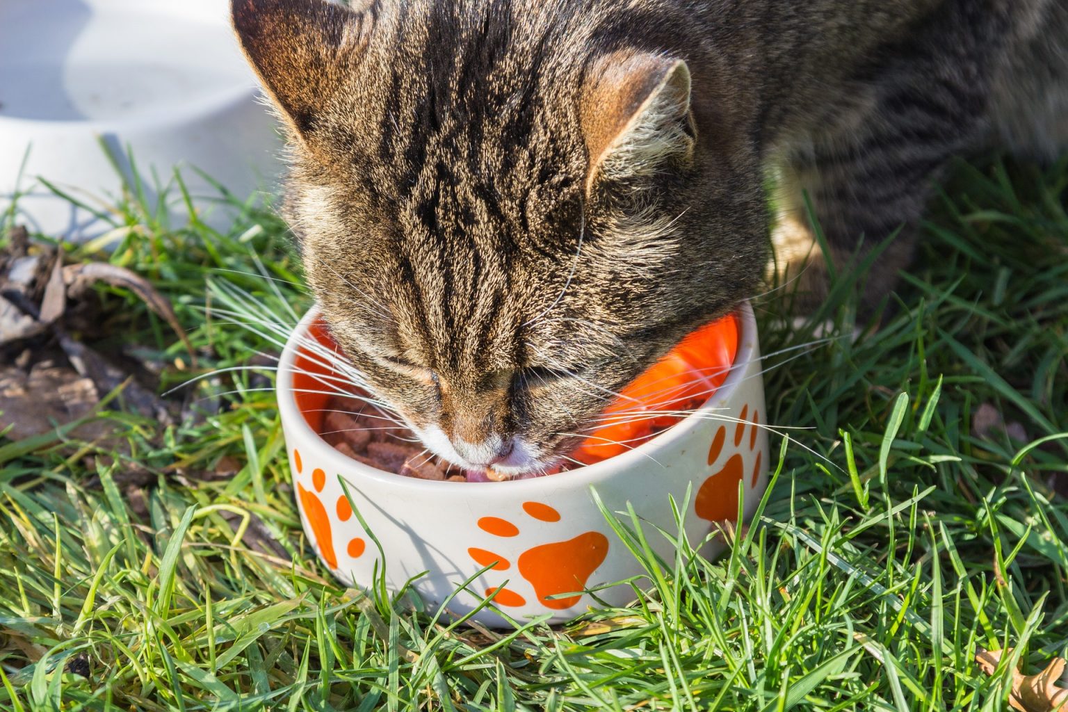 cat eating from its bowl