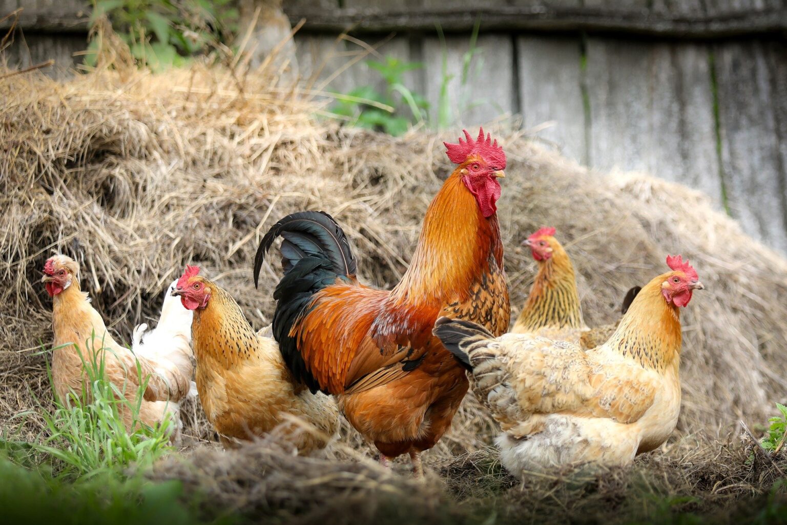 group of chickens outdoors