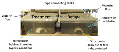 Annotated picture of two connected tanks used in the yellow perch behavioral hypoxia experiments at the Aquatic Research Lab.