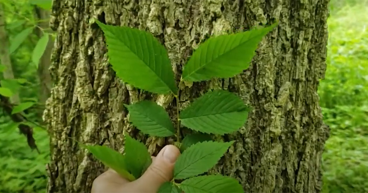 American elm leaves