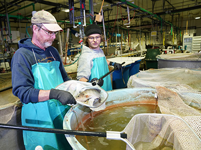 Bob Rode (left), manager of the Aquaculture Research Lab; and Ian Kovacs, technician, tend to tilapia raised in the lab. Paul Brown, professor of Forestry and Natural Resources at Purdue University, oversees the lab’s experimental aquaponics systems.