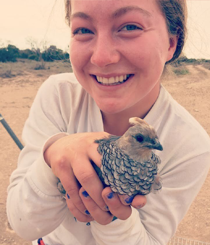 banding-quail-in-texas-during-the-purdue-wildlife-practicum-at-ruble-ranch