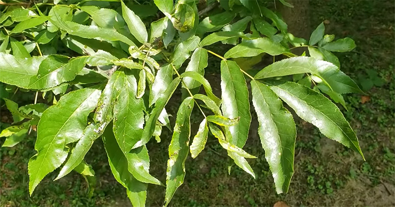 Bitternut hickory leaves
