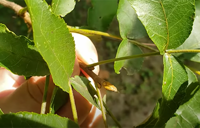 Bitternut hickory leaf and bud