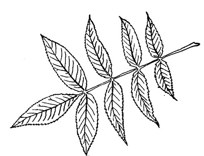 Line drawing of a bitternut hickory leaf