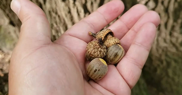 Black oak leaves - photo by Jay Sturner