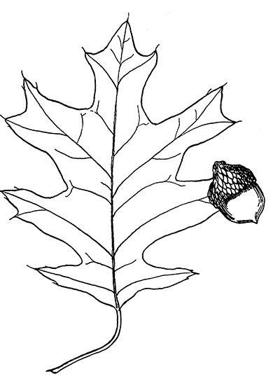 Line drawing of black oak leaf and acorn