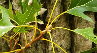 Terminal buds on a black oak tree