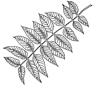 Line drawing of a black walnut leaf