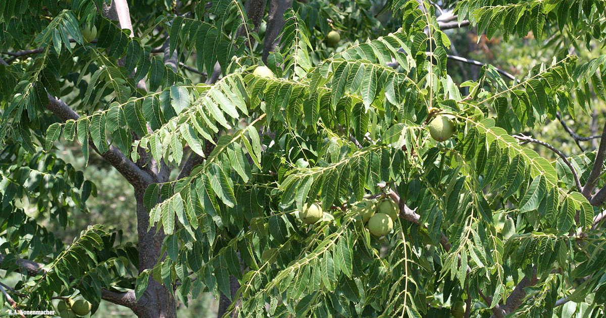Black walnut leaves and nuts