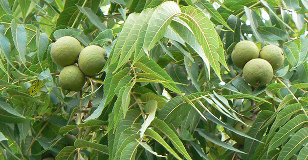 Black walnut leaves and nuts