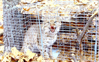 Bobcat in a live trap