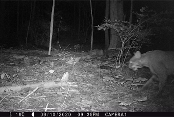 Bobcat on trail camera
