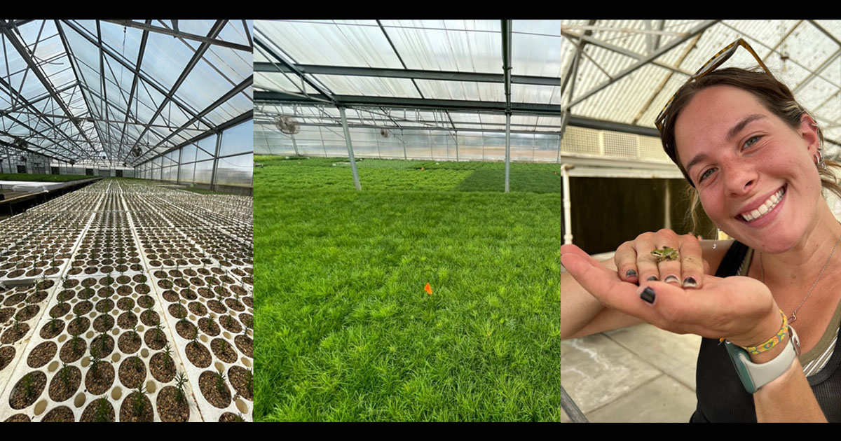 Seedlings on Week 1 of Kadian's internship; seedlings on Week 9 of her internship; Kadian with a frog found in the greenhouse. Frogs are beneficial in the greenhouse because they eat fungus gnats, which can damage roots of seedlings.