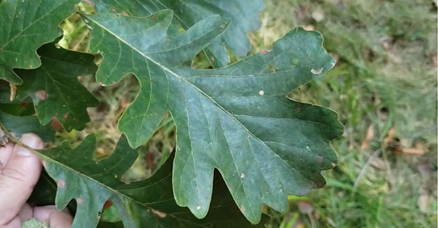 Bur oak leaves