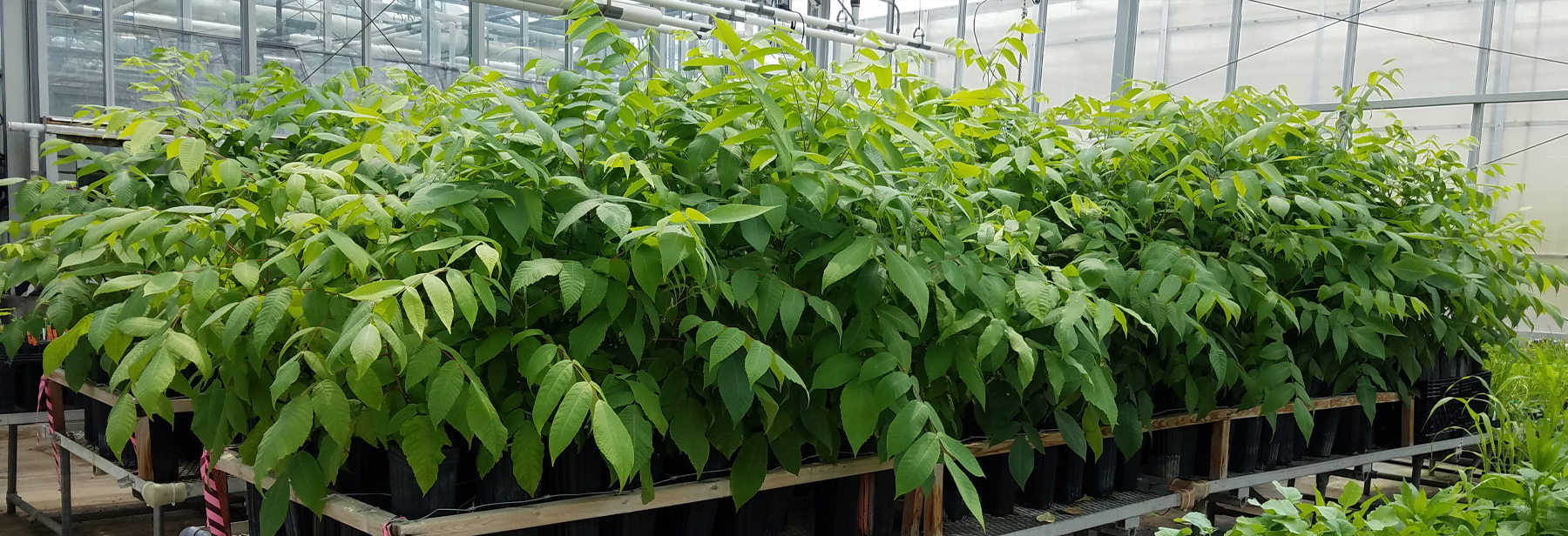 HTIRC Creates Butternut Tree Seed Propagation Protocol