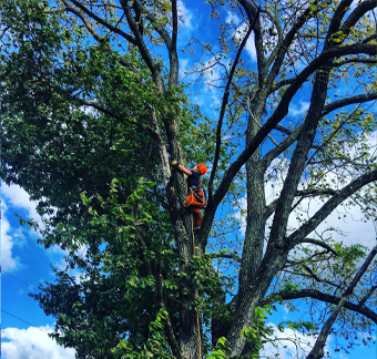 climbing-a-walnut-tree-to-remove-a-hackberry-growing-into-it