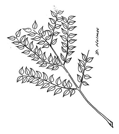 Line drawing of Kentucky coffeetree leaves
