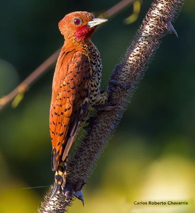 Cinnamon Woodpecker. Photo by Carlos Chavarria