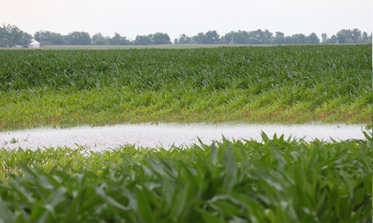 Crop with flooding.