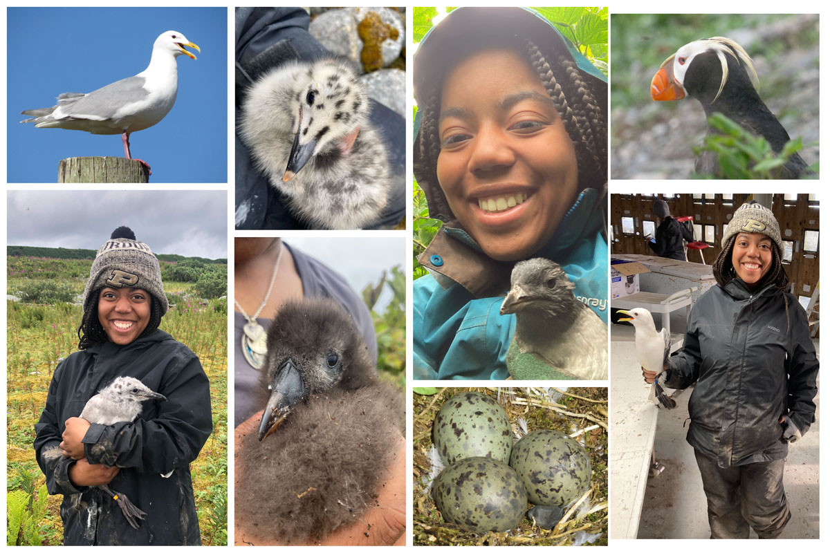 Clockwise from upper left: Adult glaucous-winged gull; glaucous winged-gull chick; Gabby with a rhinoceros auklet chick; tufted puffin; Gabby with a black-legged kittiwake; glaucous winged gull eggs; tufted puffin chick; Gabby with a glaucous-winged gull chick