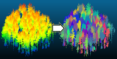 This image shows the input and output data of the tree segmentation algorithm. The input data (left) is colored by elevation. The results of the algorithm (right) use color to segment each tree from the point cloud.