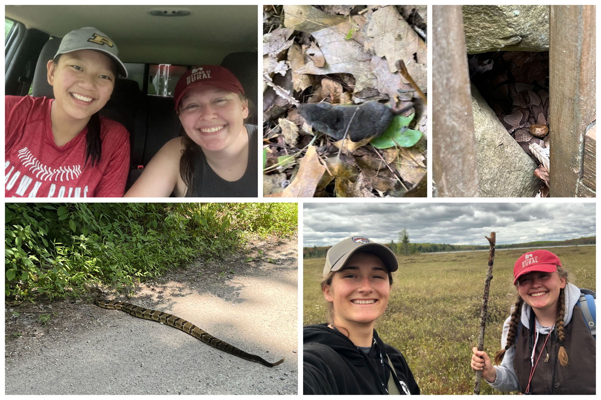 A few of the sights from Alex Dudley's internship on the Hardwood Ecosystem Experiment, including her coworkers, mammals and snakes